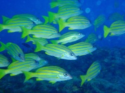 ヨスジフエダイの根