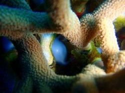 コブシメの卵！（慶良間諸島　黒島南）