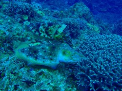 コブシメ産卵直前！（沖縄　慶良間諸島）