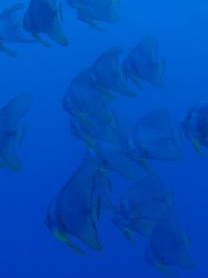 漁礁の主役になるか！？　増えてきましたよー