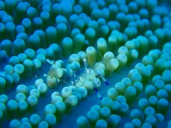 主役の近くにいる　カワイイ子