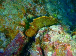 去年ピンクだったハダカハオコゼが黄色になってました! 去年ピンクだったハダカハオコゼが黄色になってました!