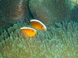 セジロクマノミ セジロクマノミ