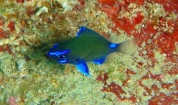 アマミスズメダイの幼魚 (最近マイブームなんです) アマミスズメダイの幼魚 (最近マイブームなんです)