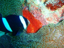 せっせとお世話しています(クマノミ) せっせとお世話しています(クマノミ)