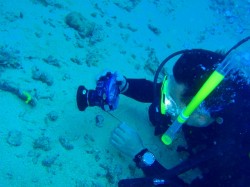 レモンウミウシを激写中! レモンウミウシを激写中!