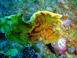 ハダカハオコゼくん　（沖縄　ダイビング）