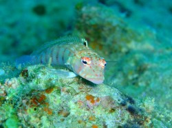 サンゴトラギス　（沖縄　ダイビング）