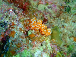 ウルトラマンホヤ！　（沖縄本島　イナンビシ）