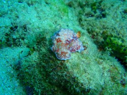 チリメンウミウシ　かわいかったですね！　（沖縄　ダイビング）