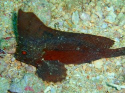 土門チームが発見したツマジロオコゼ！