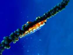 ガラスハゼ　（沖縄本島）