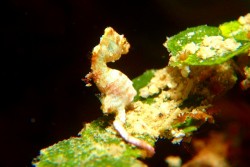 ビーチダイビング