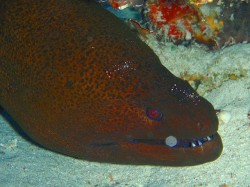 ウツボのクリーニング ウツボのクリーニング