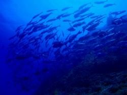 e382aee383b3e382ace383a1