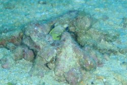 e382b3e38394e383bc-efbd9e-p5240018