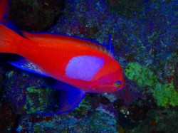 スミレナガハナダイ