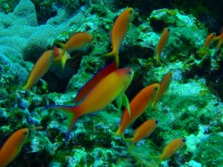 アカネハナゴイ