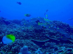 ノコギリダイにアカヒメジ！　（沖縄　慶良間諸島）