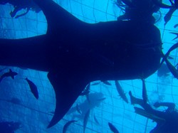 ジンベイザメのシルエット！　（沖縄　ダイビング）