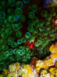 可愛いハマクマノミもいました　（沖縄　ケラマ）