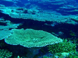 百合が浜　テーブルコーラルが元気　（慶良間諸島）