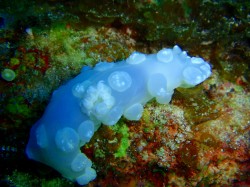 シロボンボンウミウシ