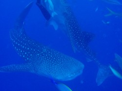 大迫力ジンベエ