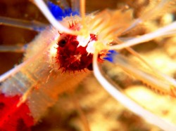 オトヒメエビ オトヒメエビ