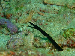 ハナヒゲウツボの幼魚 引っ込めてしまった時は、辛かった(汗) ハナヒゲウツボの幼魚 引っ込めてしまった時は、辛かった(汗)