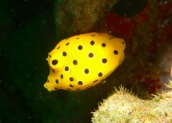 ミナミハコフグの幼魚 ミナミハコフグの幼魚