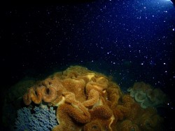 ソフトコーラルの産卵