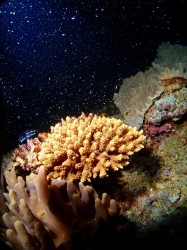 ミドリイシの産卵