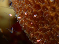 ちょっと違う種類のサンゴも産卵していましたよ！！