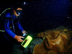 ソフトコーラルの産卵