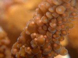 ピンク色の玉が、バンドルと呼ばれる卵です。