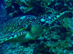 ウミガメ ウミガメ