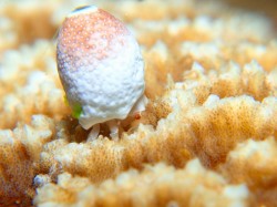 ユキンコ ユキンコ