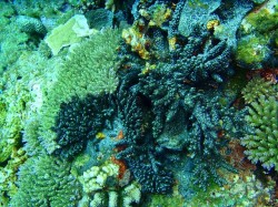 黒化現象!? 黒化現象!?