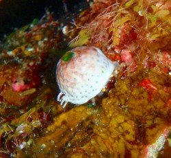 ユキンコボウシガニ ユキンコボウシガニ