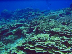 サンゴもびっちり綺麗です♪ サンゴもびっちり綺麗です♪