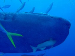 ジンベエアップです