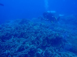 リュウキュウキッカサンゴもすごい！