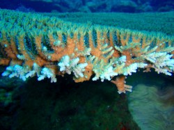 スパッと割れていた面がこんなにニョキニョキ♪