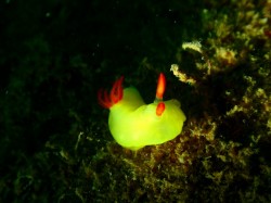 ノウメア　ラボトウイ