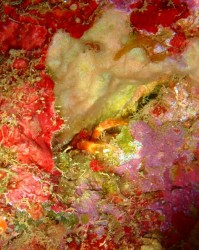 アナモリチュウコシオリエビ