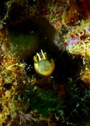 ヒトスジギンポ