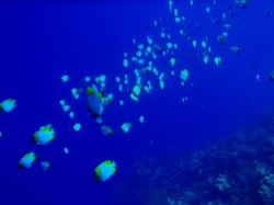 カスミチョウチョウ