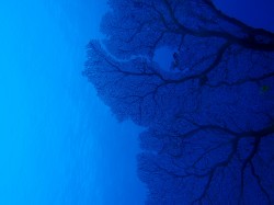 太陽が隠れたー