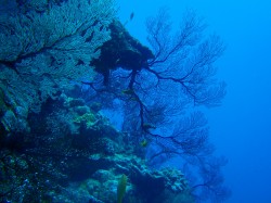 イソバナいっぱい